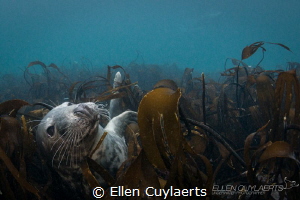 Daydream
Grey seal lying in the kelp
Farne islands by Ellen Cuylaerts 
